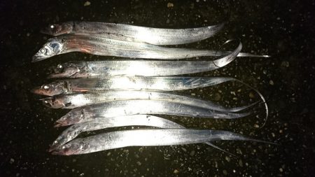 引き釣りでタチウオ